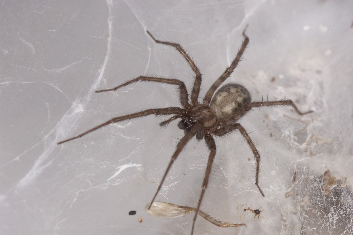 Паук размером с дом