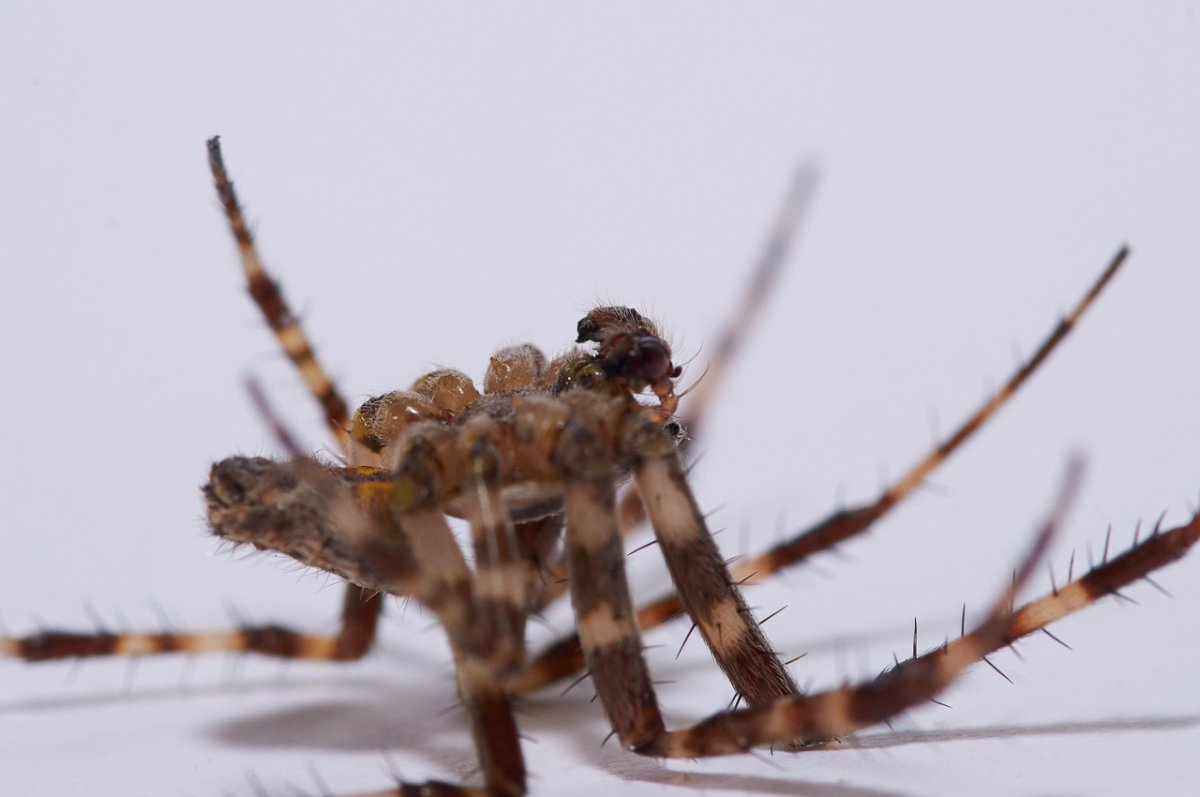 Tegenaria ferruginea