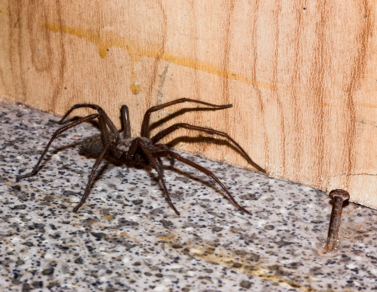 Tegenaria Agrestis паук Бродяга