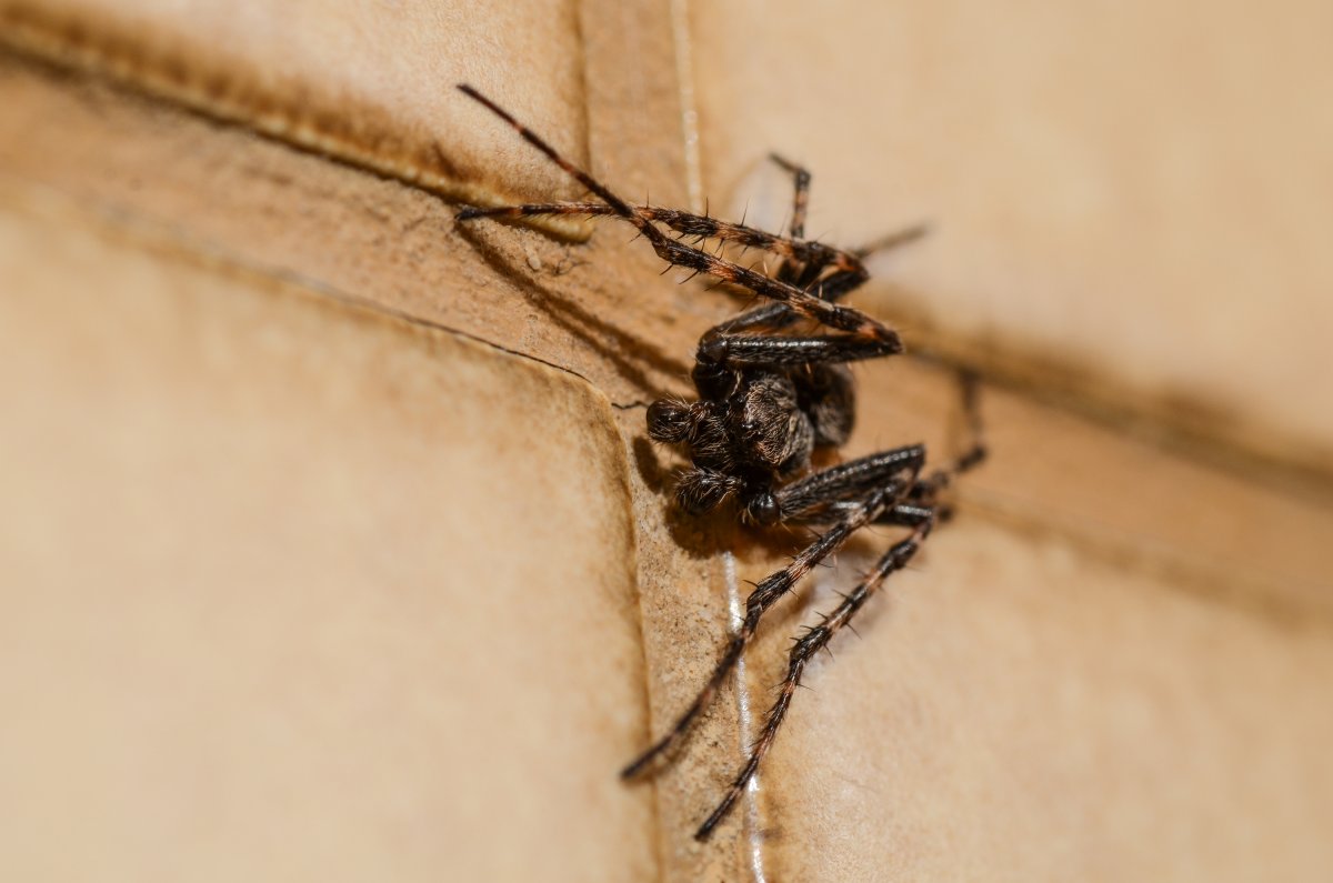 Паук аранами