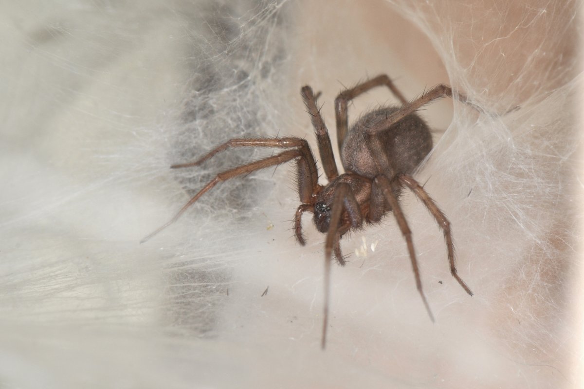 Паук тегенария Дуэлика