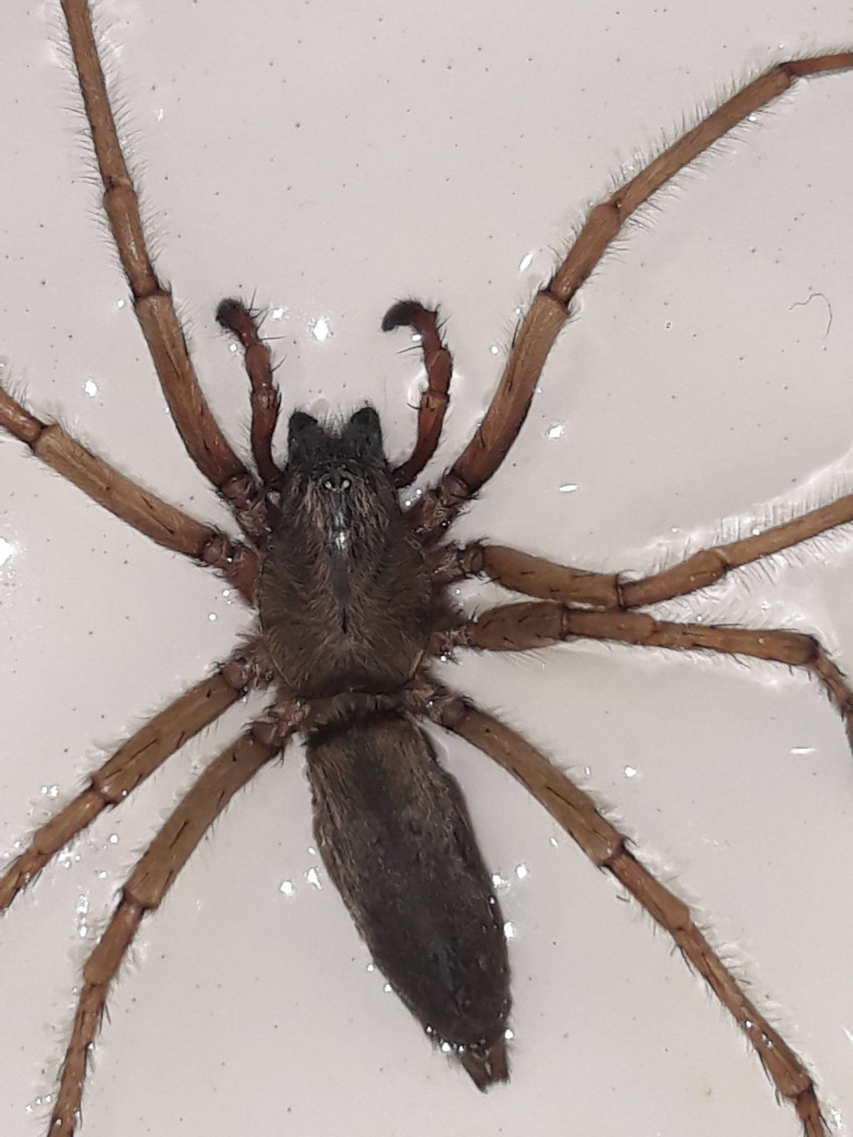 Светлый паук