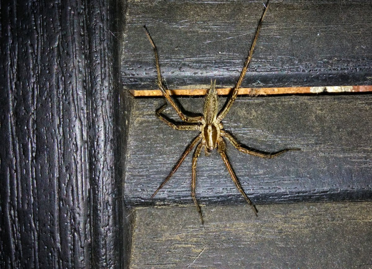 Тегенария париетина