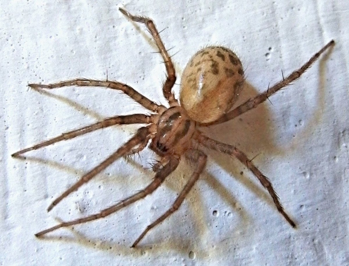 Подвальный паук