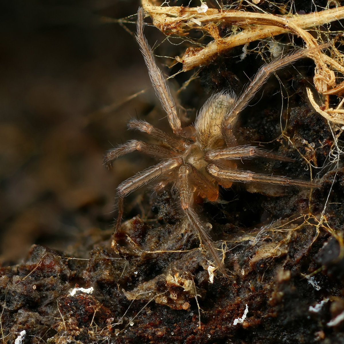 Tegenaria Agrestis паук Бродяга