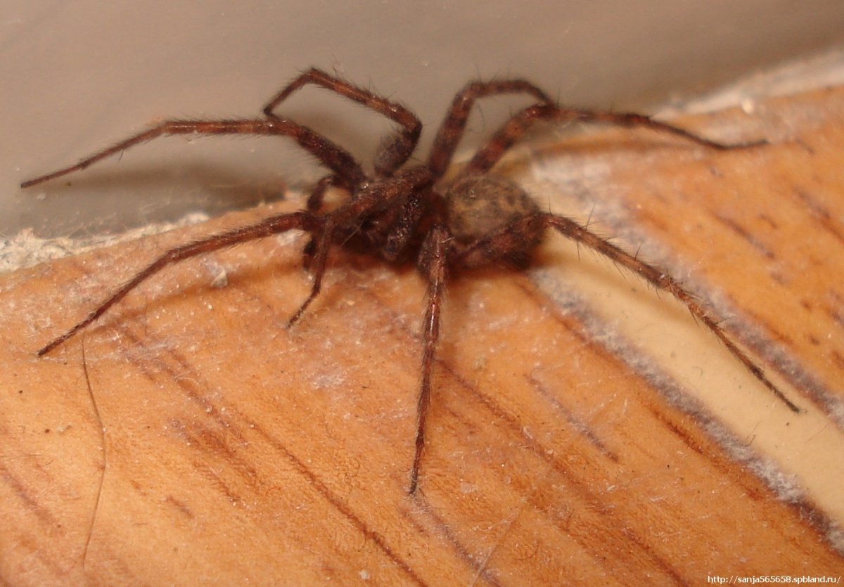 Tegenaria duellica