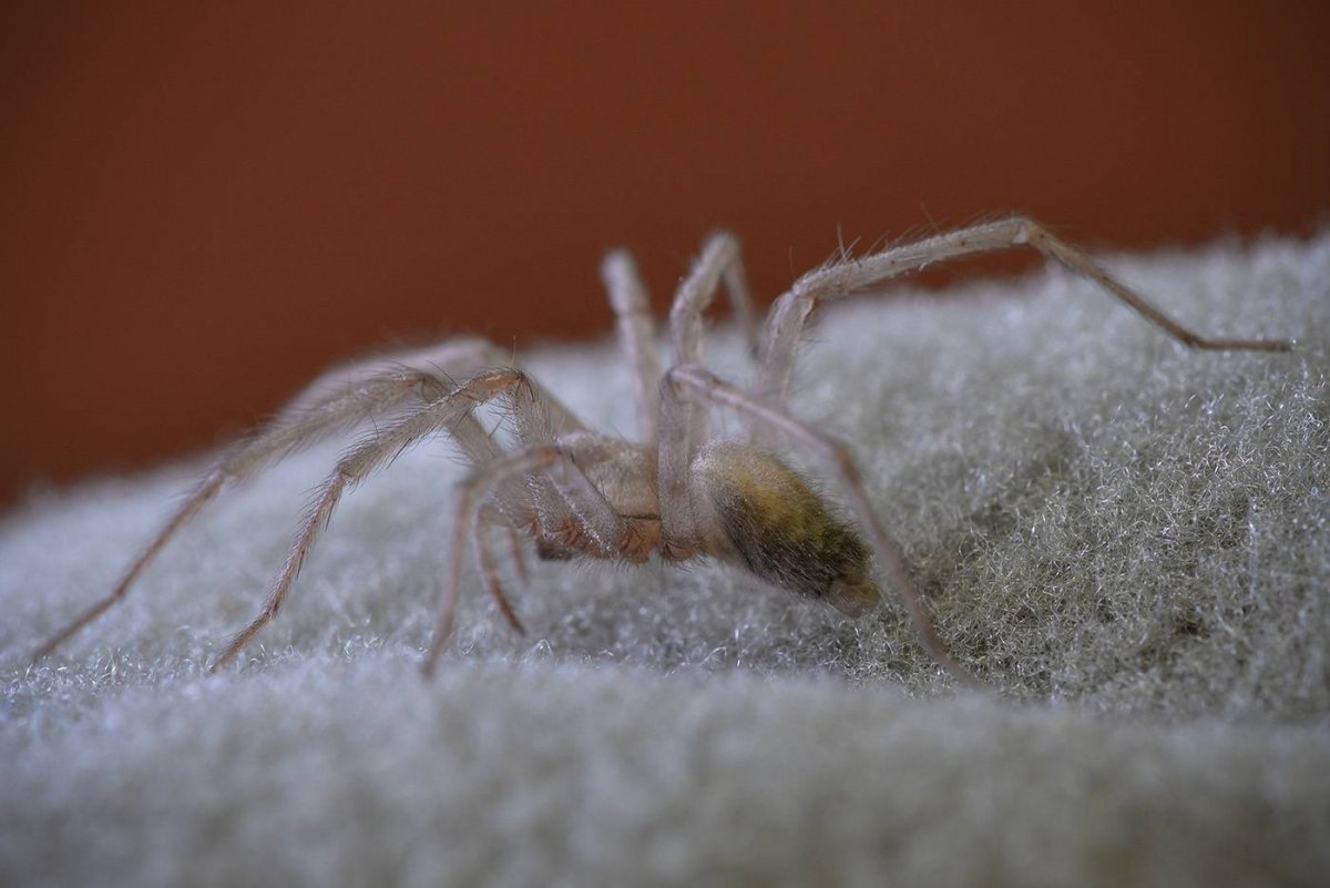 Паук тегенария домовая опасна