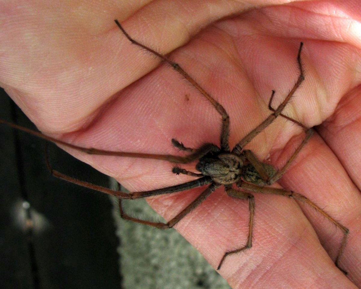 Домовые пауки детенышей