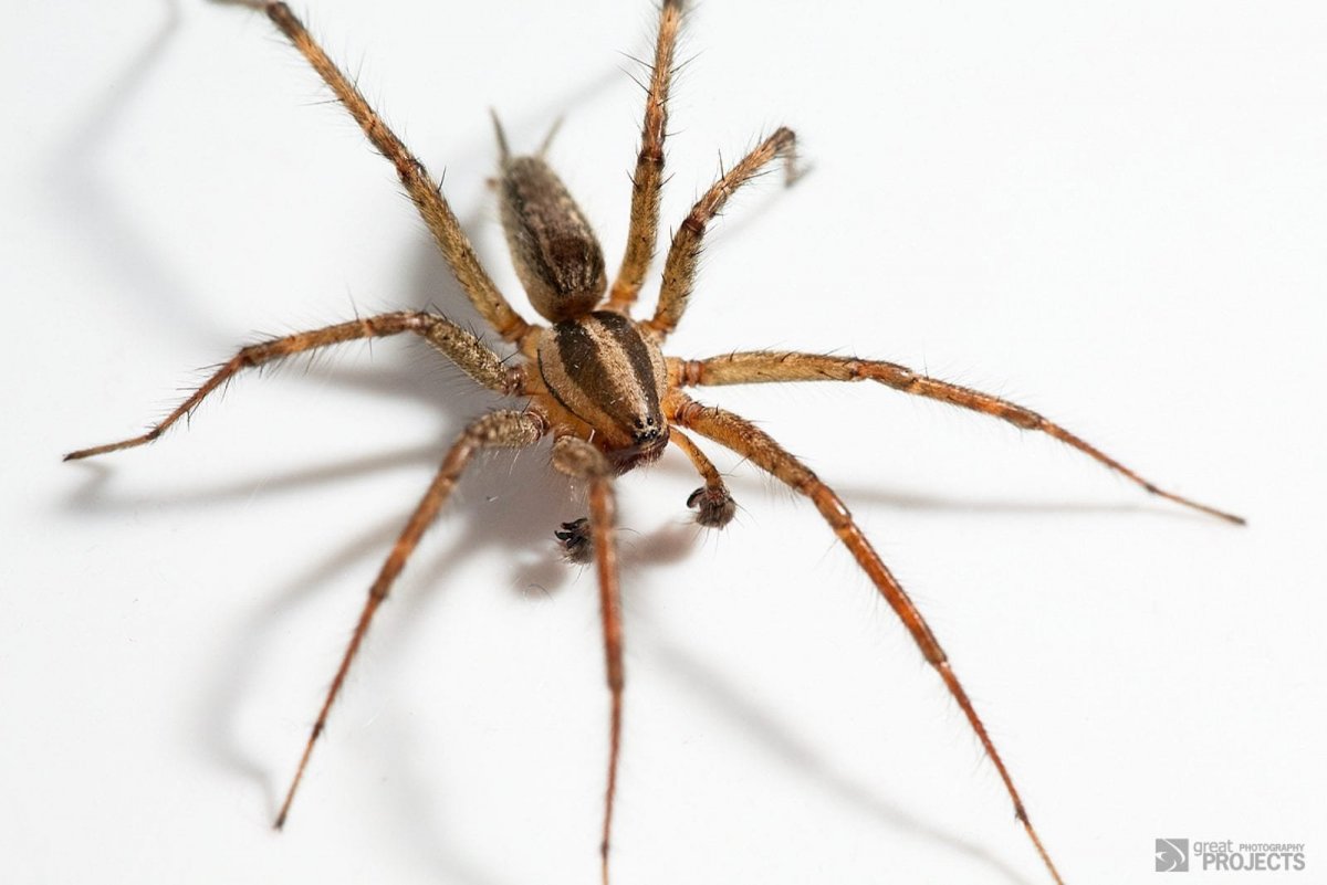 Паук крестовик паучата