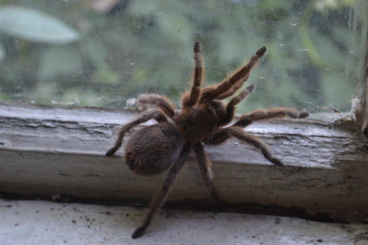 Tegenaria domestica паук