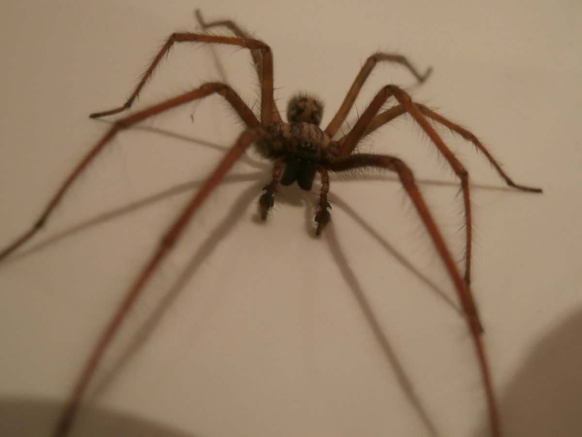 Черный Домовой паук