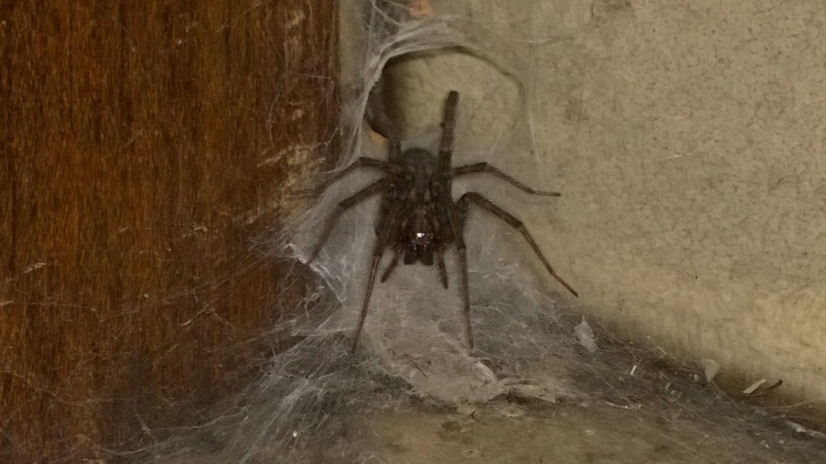 Тегенария Атрика