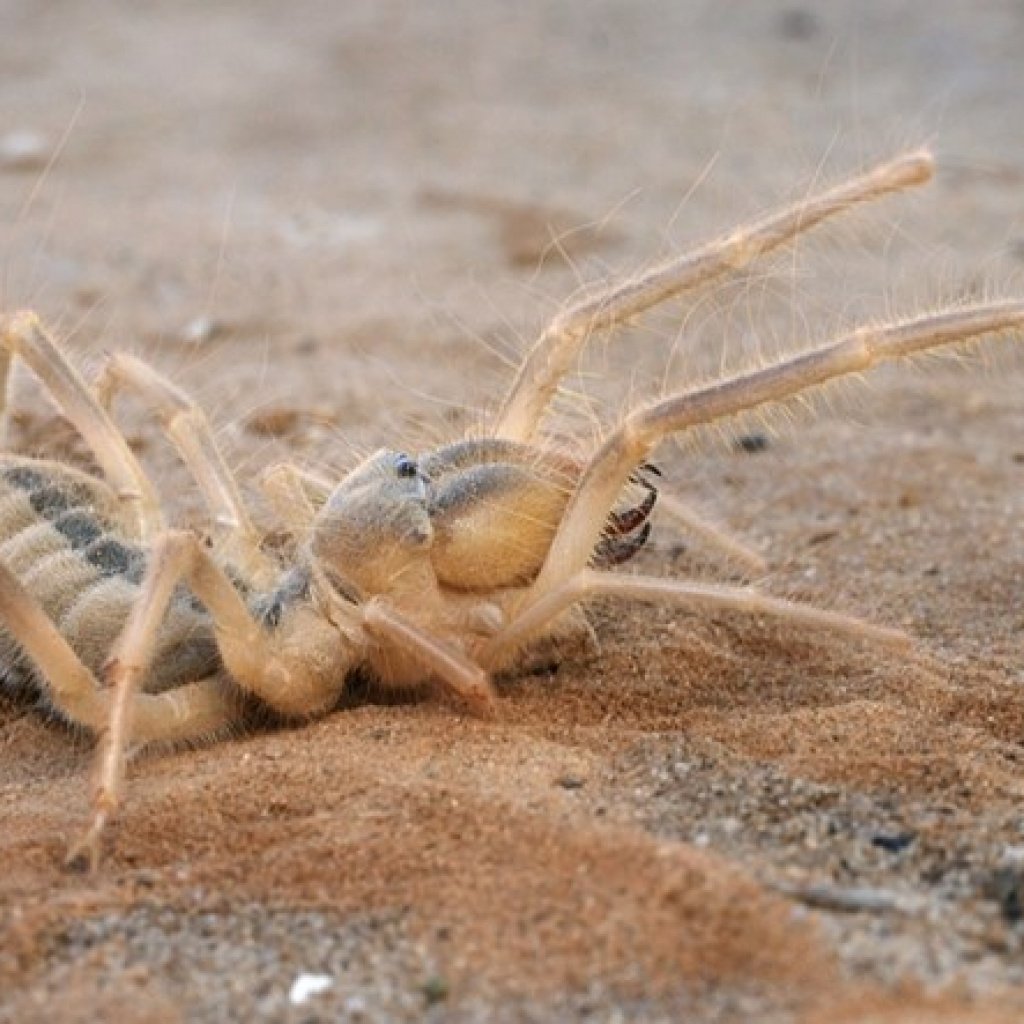 Верблюжий паук фаланга