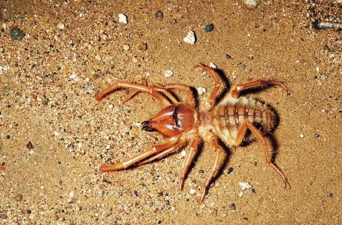 Сольпуга фаланга