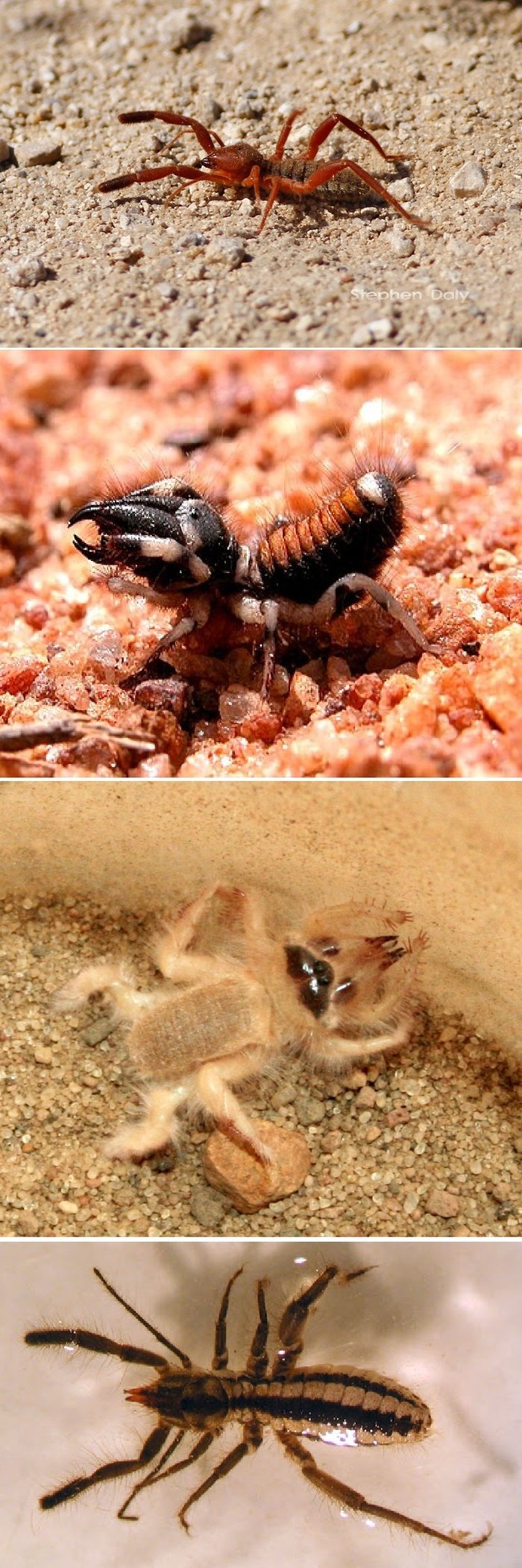 Сольпуга фаланга