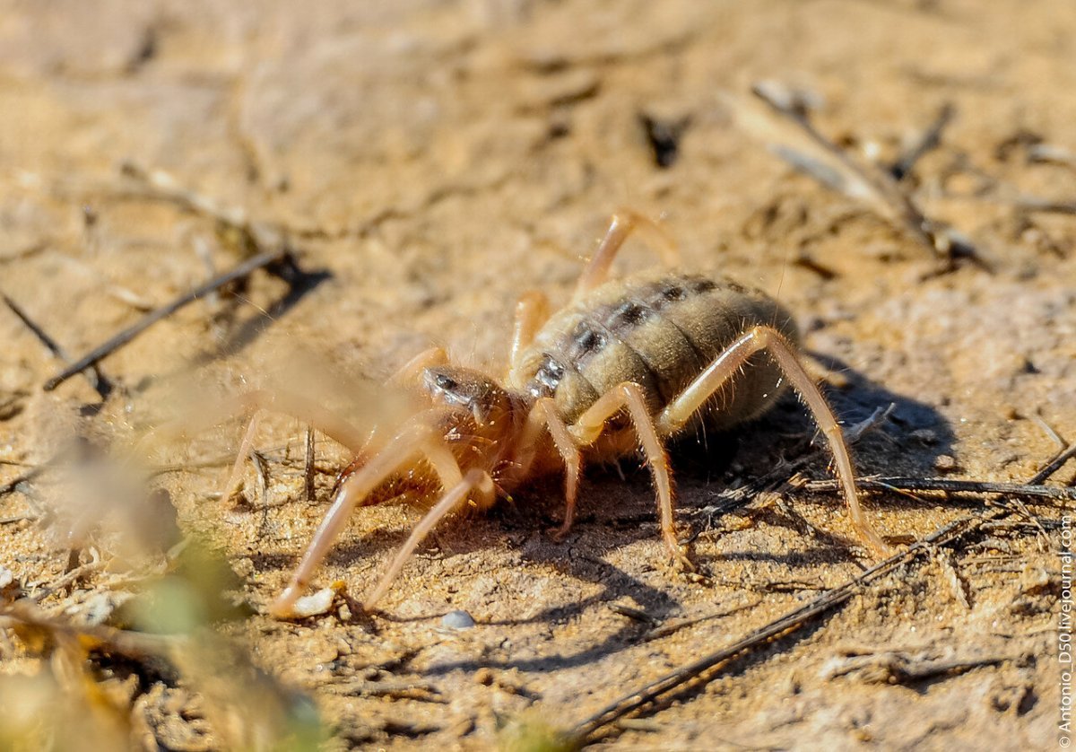Паук-верблюд (сольпуга)