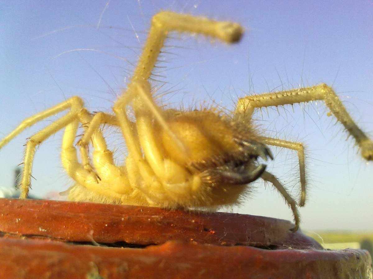 Желтая сольпуга