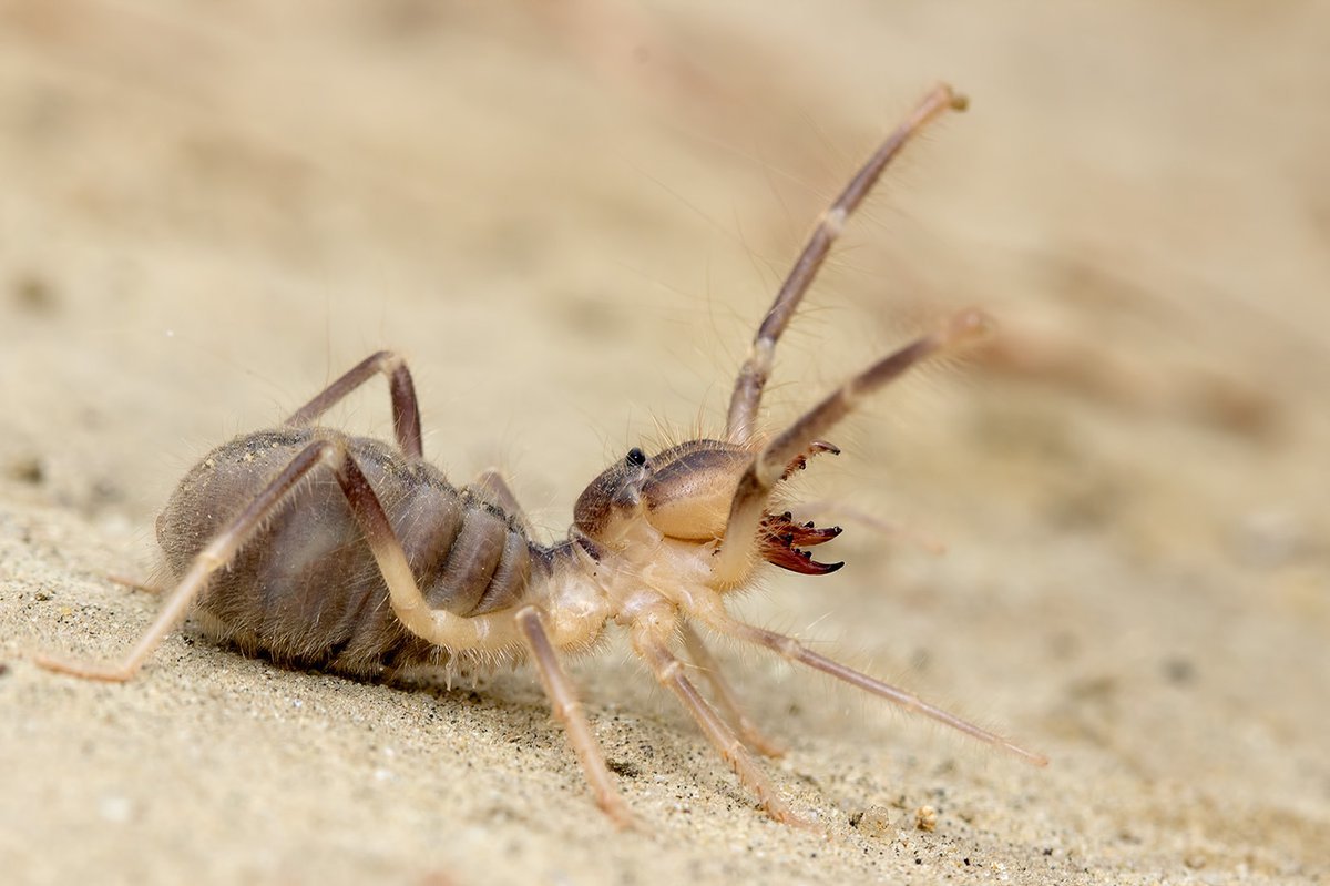 Песчаный паук верблюд