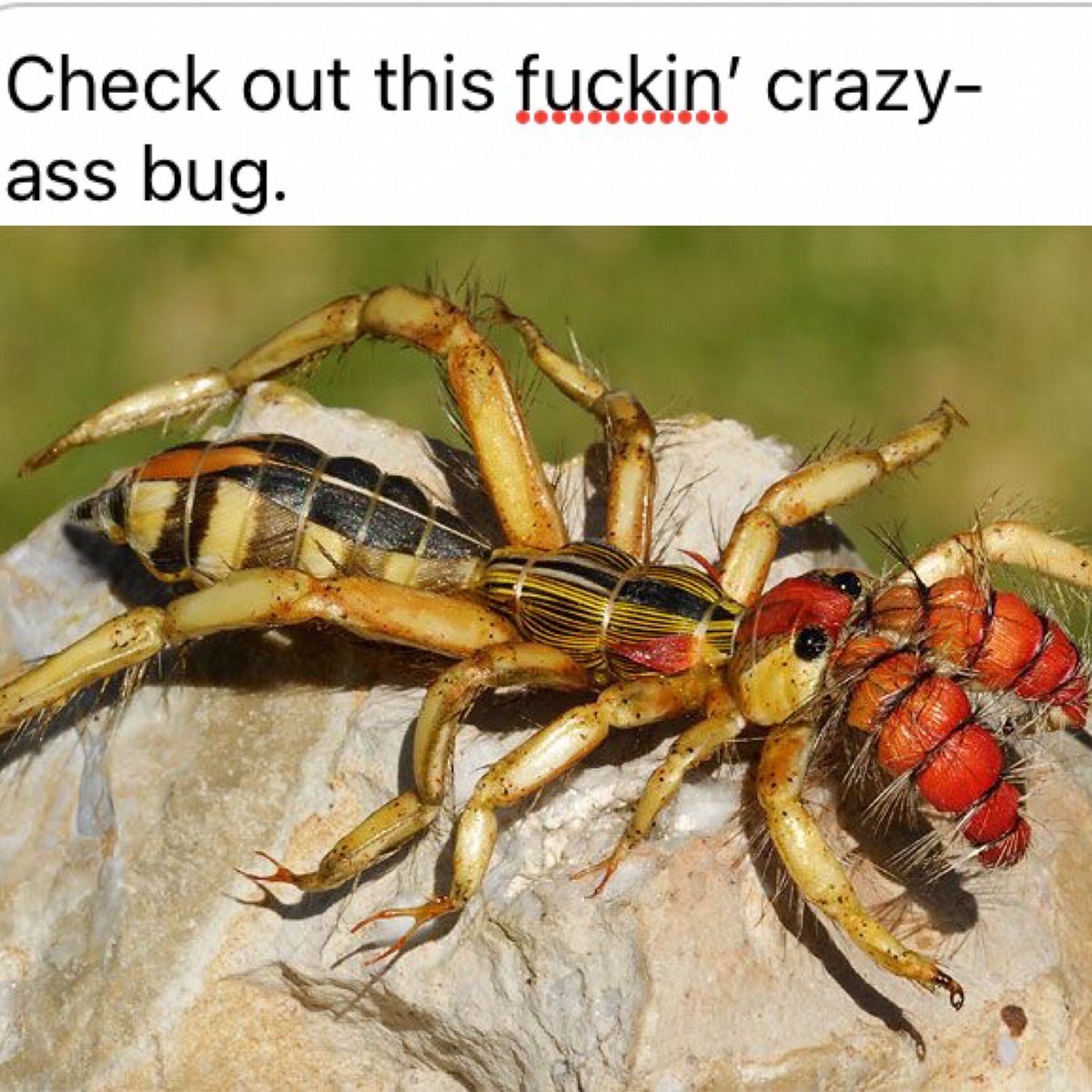 Тарантул Каракурт птицеед