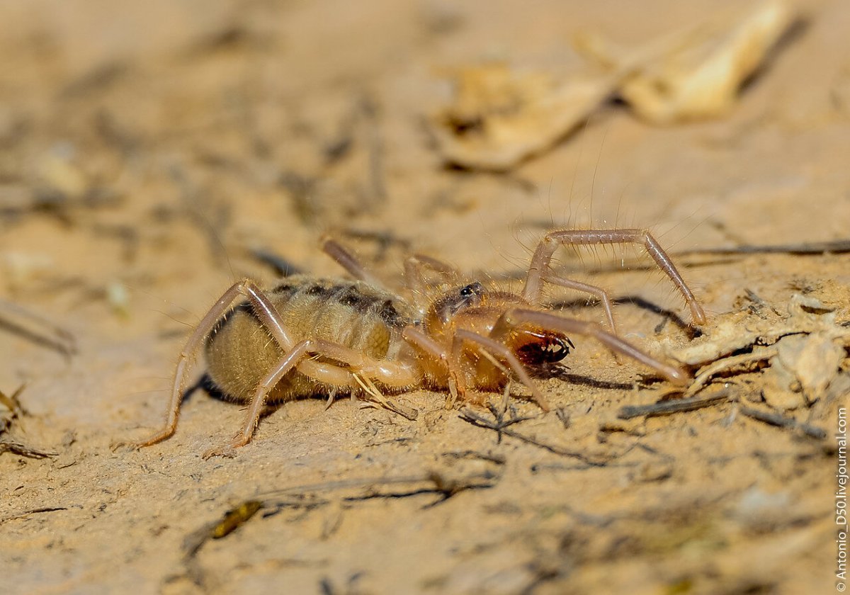 Фаланга паук Астраханский
