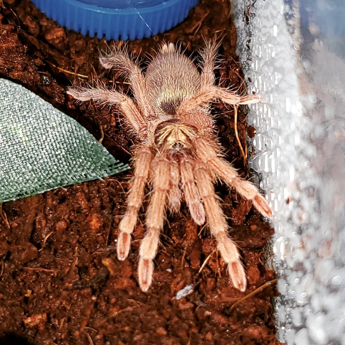 Птицеед Король Бабуин