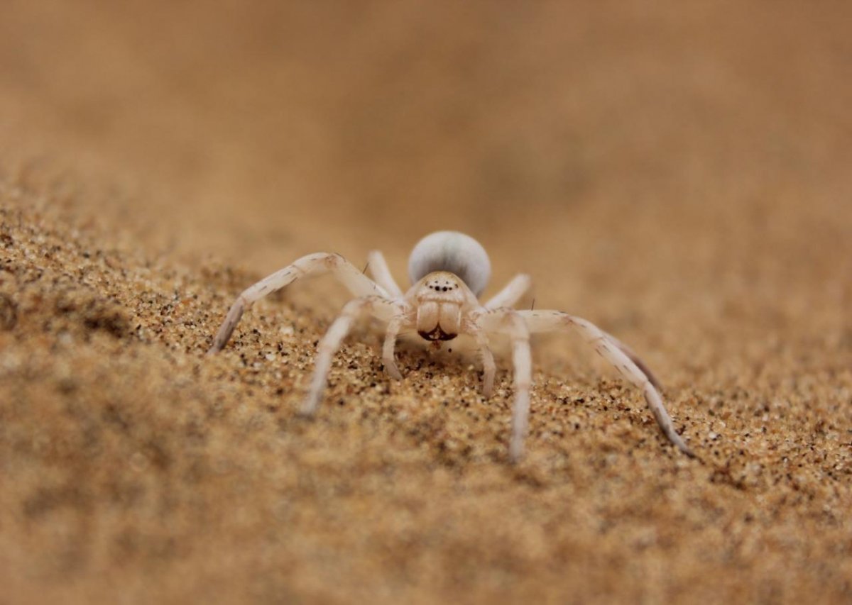 Сольпуга фаланга паук