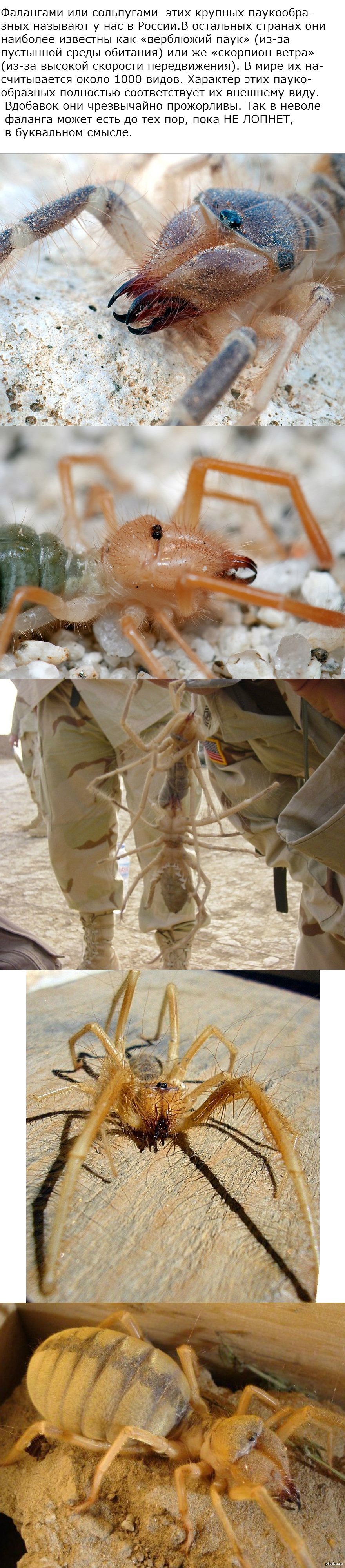 Сольпуга пчела