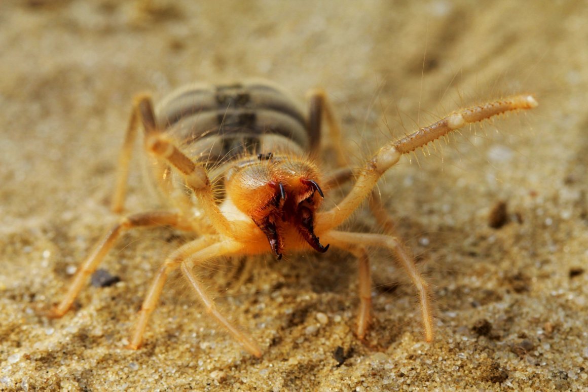 Верблюжий паук фаланга
