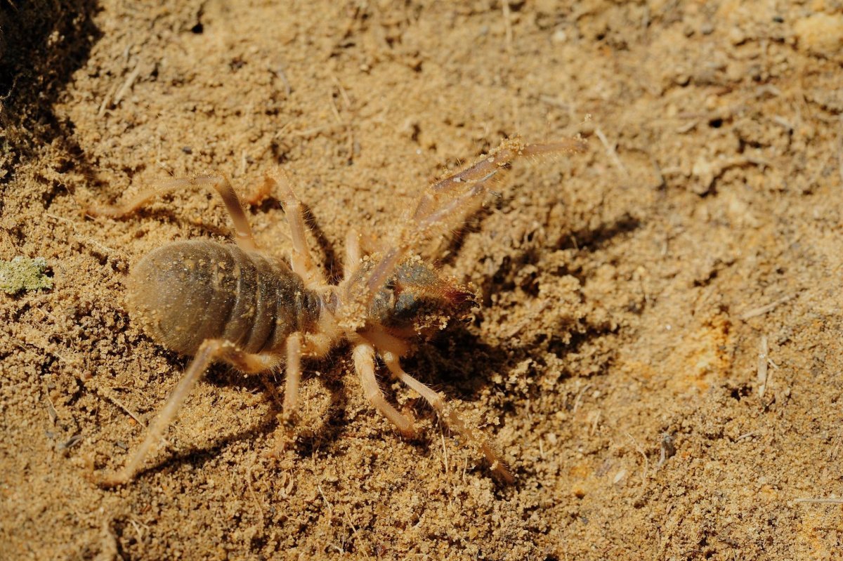 Верблюжий паук фаланга