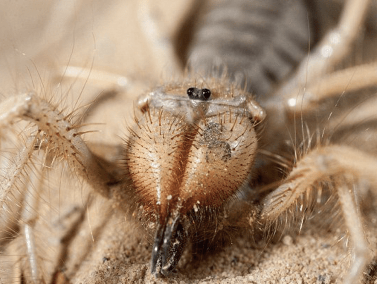 Паук Тарантул в пустыне