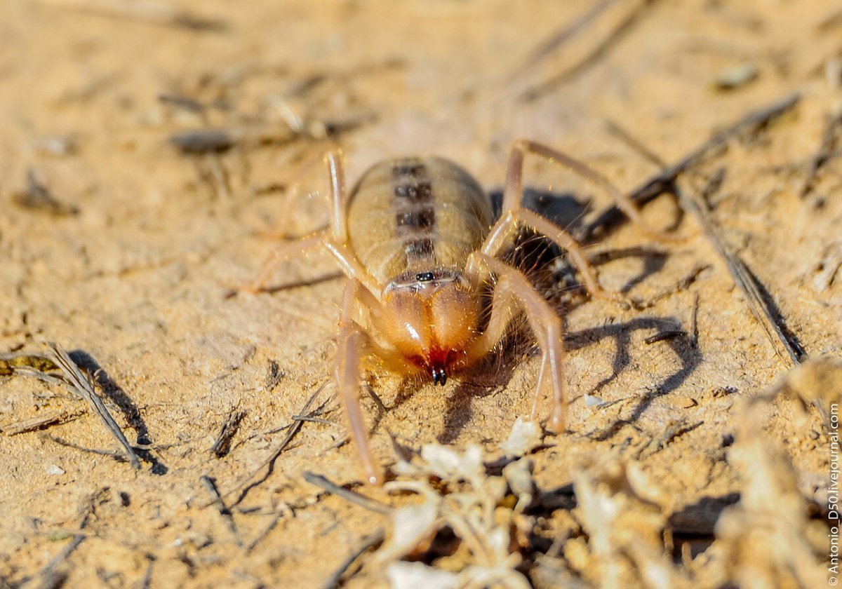 Паук крестовик