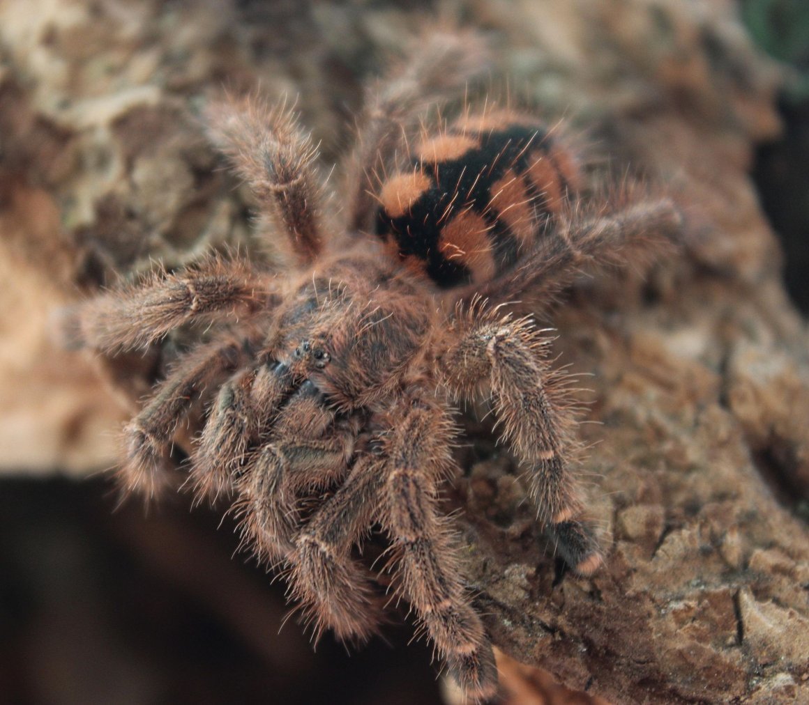 Сольпуга Крымская