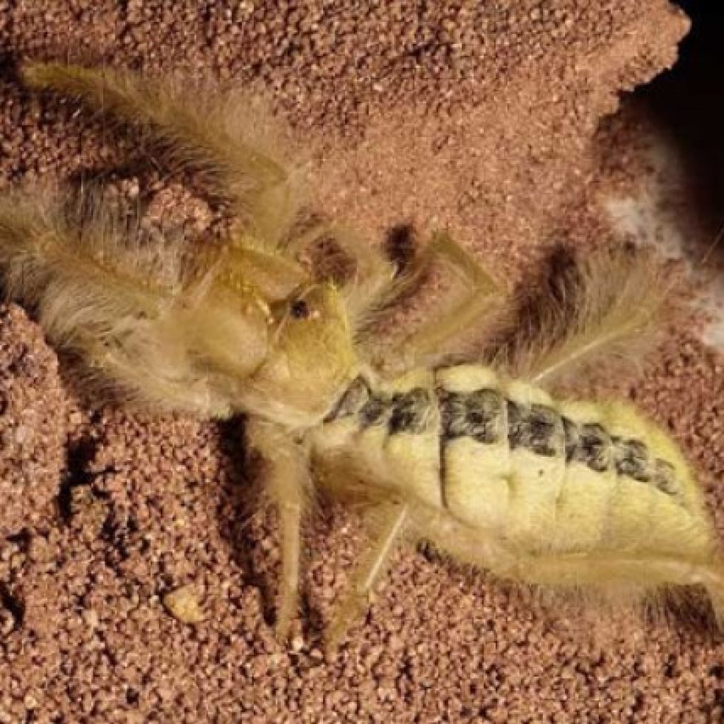 Паук Арахнид