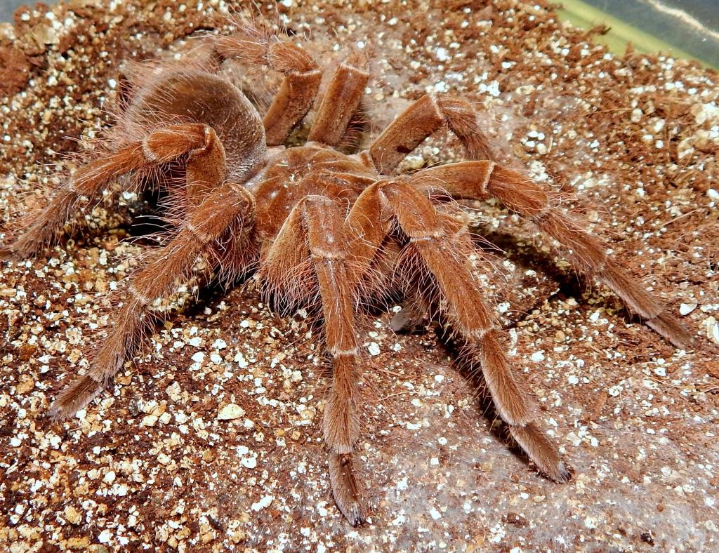 Сольпуга вид сверху