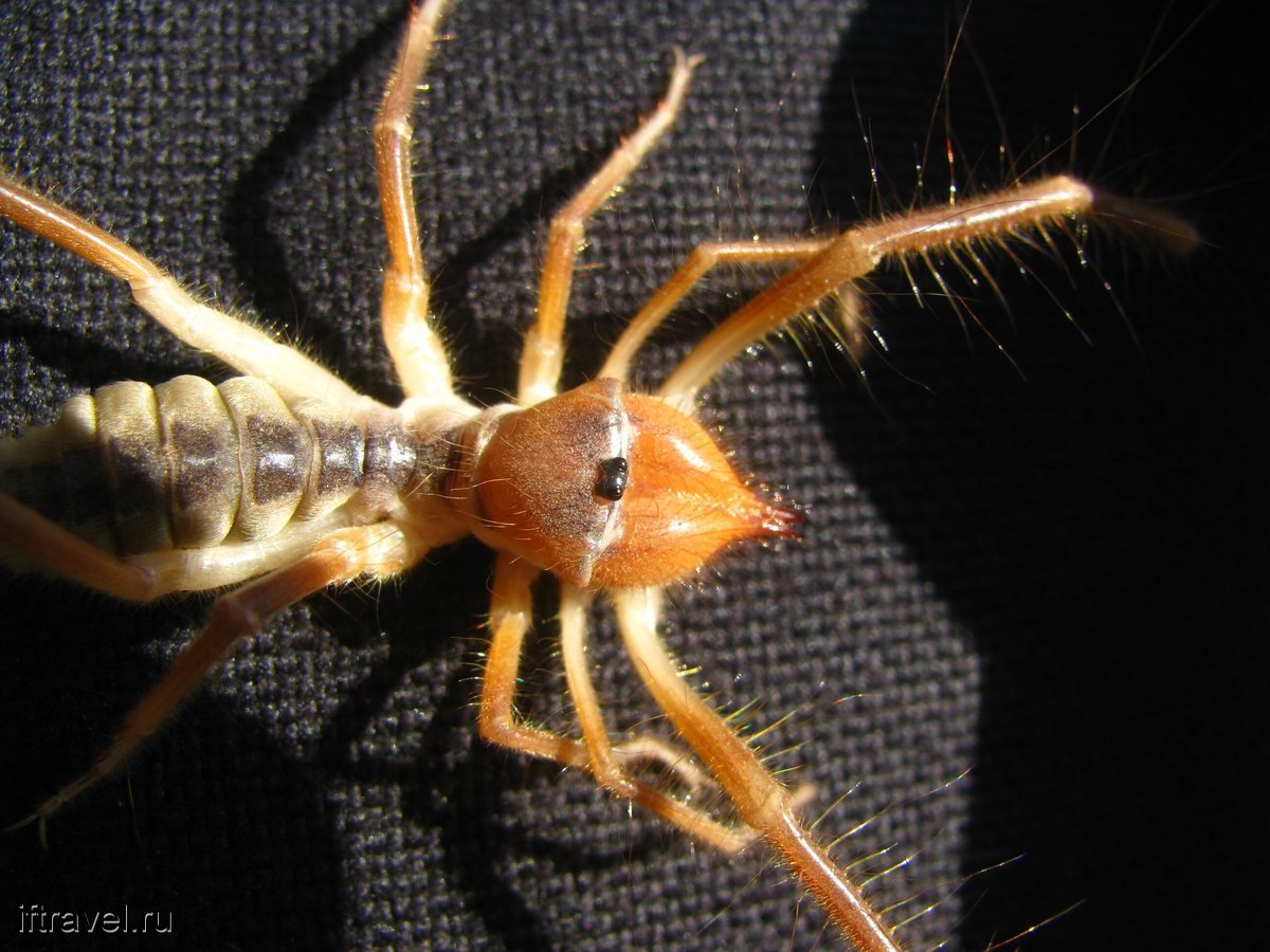 Фаланга Астраханская