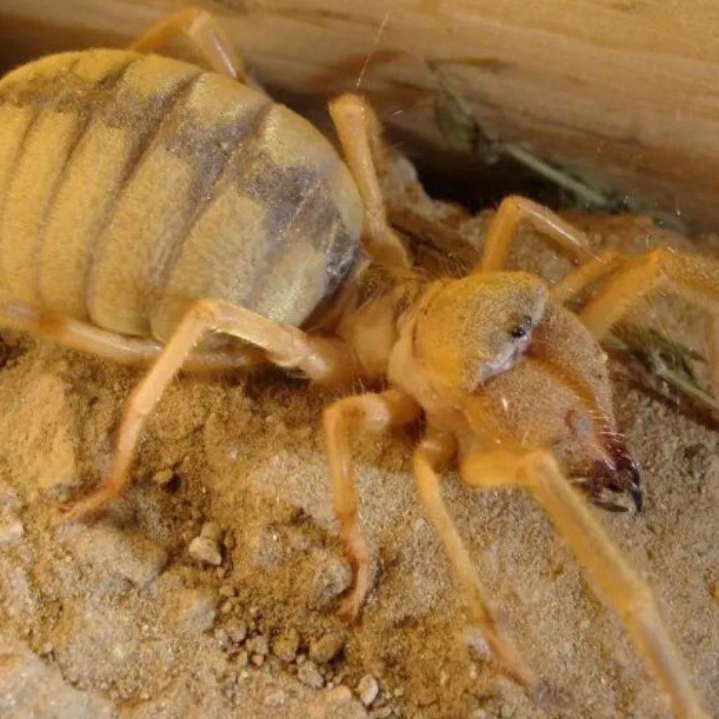 Обыкновенная сольпуга