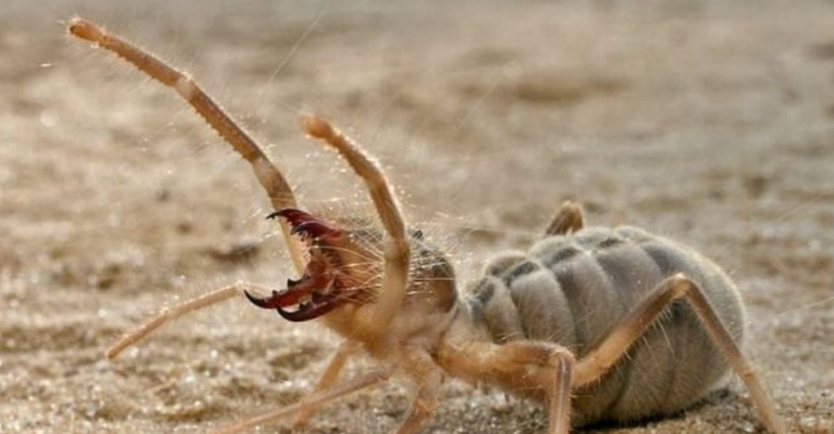 Паук сольпуга