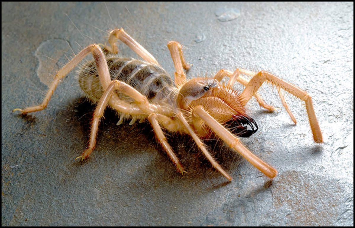 Сольпуга фаланга паук