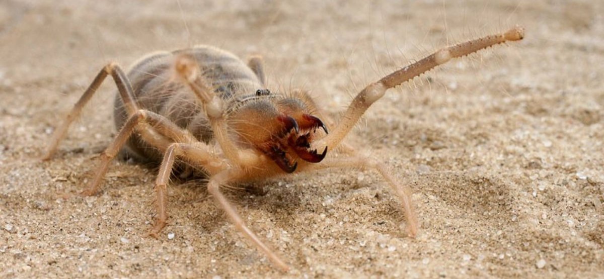 Фаланга паук Астраханский