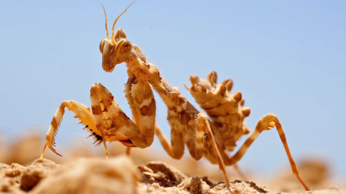 Насекомые пустыни