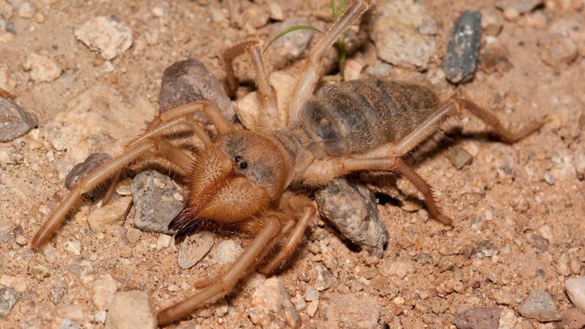 Сольпуга фаланга