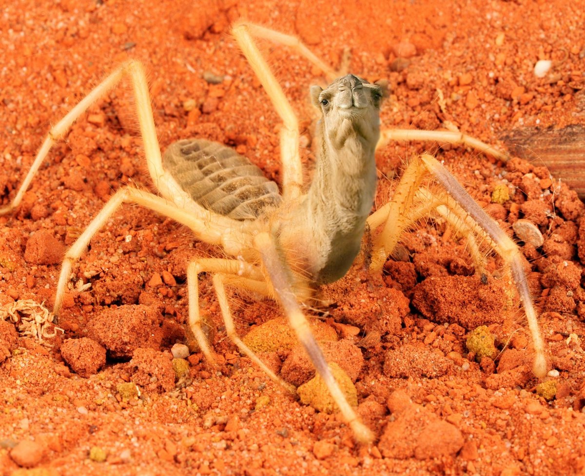 Carparachne aureoflava