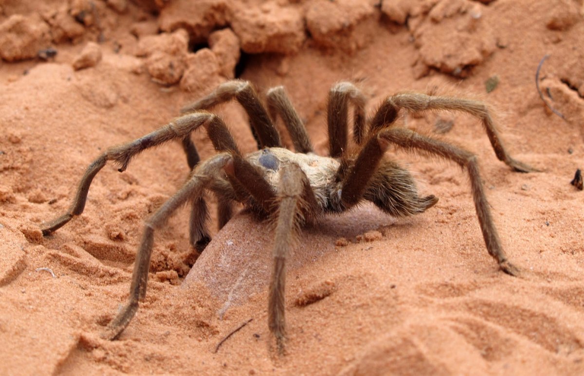 Тарантул в пустыне