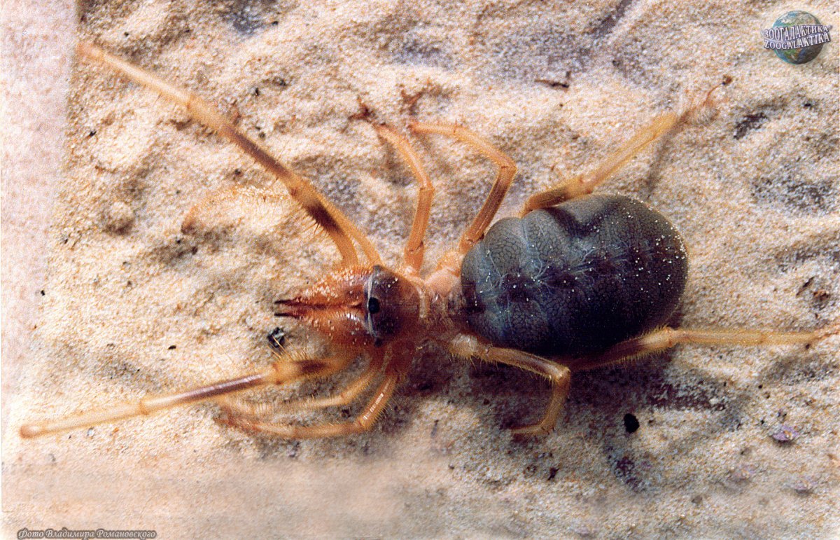 Паук фаланга в Астрахани