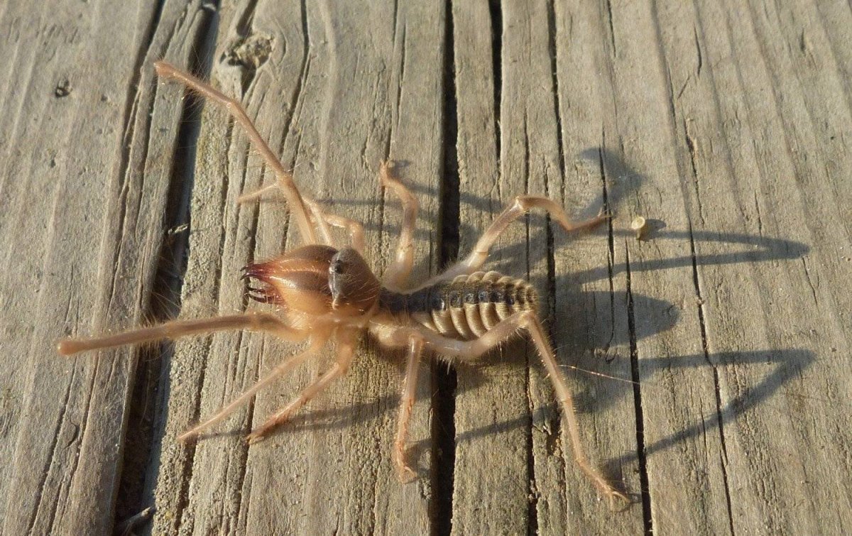 Степной паук фаланга