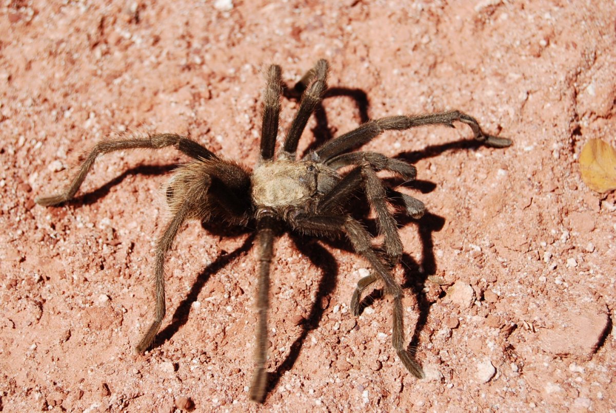 Кавказский Тарантул