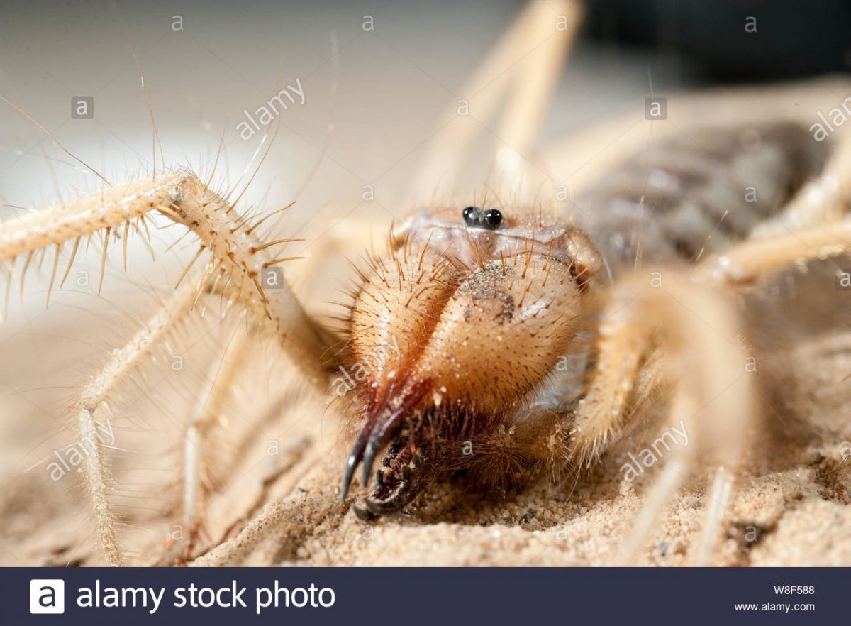 Паук-верблюд (сольпуга)