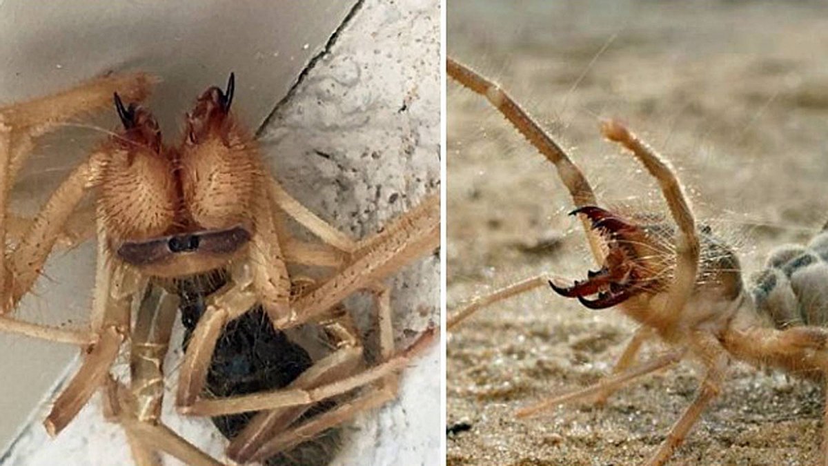 Пустынная сольпуга