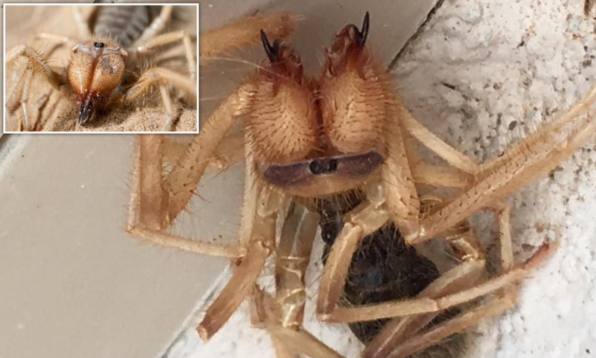 Сольпуга фаланга