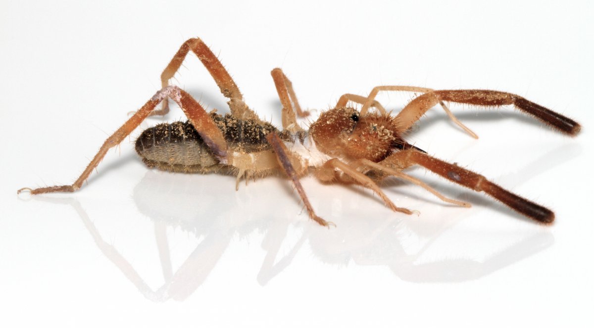Скорпионовый паук